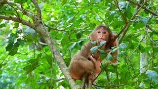 Abandoned Monkey in Amber troop