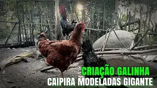 Galinhas Caipira MODELADAS - Muito Trabalho e o GALO aceitou a Galinha Polaca