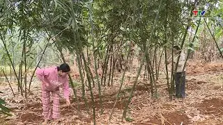 Thanh Hóa phấn đấu thành lập mới 80 Hợp tác xã nông nghiệp trong giai đoạn 2026 - 2030| NSTH
