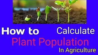 Plant Population Calculation Formula