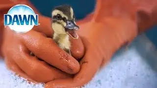 Wildlife Rescue Experts Save Animals with Dawn