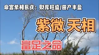 命宫紫微天相/明明是财库旺盛田产丰盈之人/为什么古书说君臣无义，冷血无情/紫相之人男俊俏女美丽/聪明果敢/情路坎坷确是富足之人