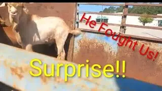 Surprised my Brother with a BIG Billy Goat for his FARM! Trading Great Danes for Goats! COUNTRYSTYLE