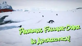 Episode 16 - Penguins Falling Over In Antarctica!