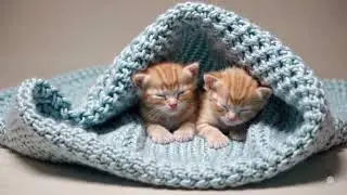 Two Sleeping Kittens Breathing Softly &ndash; Relaxing Ambience for Sleep, Study & Stress Relief (4K)