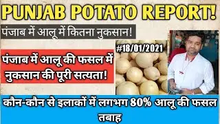 PUNJAB POTATO REPORT!कितने % आलू की फसल में हुआ नुकसान?एकदम सटीक विश्लेषण!आलू में बहुत भयंकर नुकसान!
