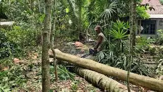 FROM BIG TREES TO SMALL LOGS: EFFORTLESS CUTTING WITH MODERN TOOLS!-agricultural farming