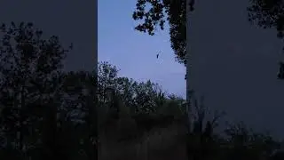 Flying European Nightjar (nachtzwaluw, Caprimulgus europaeus)