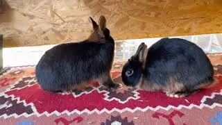 Lohkaninchen