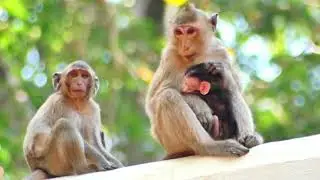 wow!!!  #Prita young child take baby from Mom to care out, And her mother of baby on side wait for