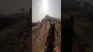 Powerful Horse Ride | Viral Horse Shorts 🐎🔥