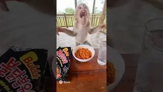 Monkey Eats Spicy Food &mdash; His Reaction Is Priceless!