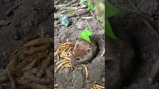 Bank Vole Eating Mealworms