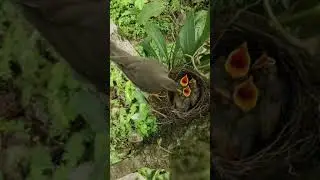 A bird feeding it's hatchlings 💕💕          birds video with chripping sound nature video for status