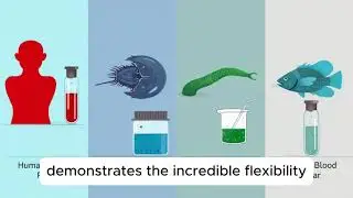 The Palette of Life: The Amazing Colors of Blood in the Animal World! #blood #evolution #biology