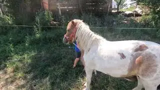 Caii și Ponei DL Pancica din Sarmas .