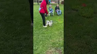 AKC Scent Work - Novice - Buried