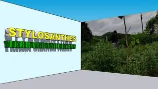 Stylosanthes Guianensis Trials