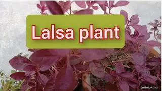 lalsa/loropetalum plant care✨✨lalsa plant ki care kaise kare ✨✨Annu's paradise ☘️☘️