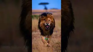 Most Powerful Lion In The world - King Scarface!- #lion #lions #lionking #shorts #animals #wildlife