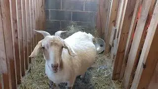Snowy ice cold winter and farm babys