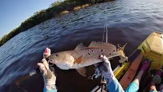 14 spot redfish