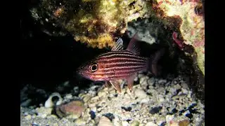 Где любит охотиться Зубастая рыба-кардинал (Large toothed cardinalfish) &mdash; Cheilodipterus macrodon ?