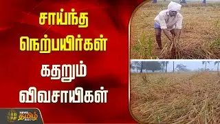 Tiruvarur | சாய்ந்த நெற்பயிர்கள்.. கதறும் விவசாயிகள் | Paddy Damage | Rain News | Flood Damage