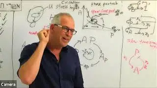 Hormone Circuits 2021 - Lecture 6 - HPA axis as oscillator