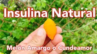 Melón Amargo o Cundeamor; Insulina Natural