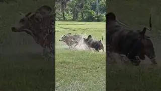 🐂 Dangerous Bull fighting in water logged field || 2024 || #bull_fighting #sandha_ladhei #jallikattu