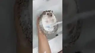 Cute Hedgehog Takes A Bath / How to clean a Hedgehog / Funny Pet Animals Life