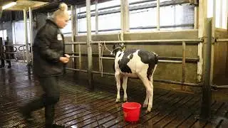 Kalf wassen compleet