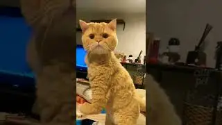 funny cats #ytshorts #animal #cat #kitten #funnyanimals