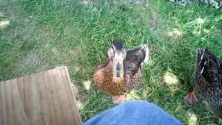 Duck bite in slow motion... no it doesn't hurt.