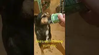 Funny Dog Quotes @ MotleyHoundMansion #quotes #dog #animals #cute #dogs Cavendish Music Funny Song