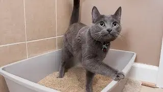 Why Is Your Cat Peeing Outside the Litter Box? Causes and Solutions