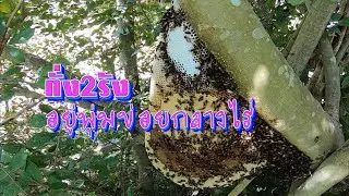 สองรังวันนี้แต่ต้องรีบตี คนมาไร่อยู่ไม่ไกล ขอเขาตีผึ้งก่อน / พรานวุธ 25/12/68