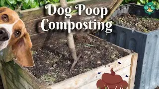 How to Compost Dog Poop? How to Compost Dog Feces? How to Compost Dog Manure?