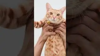 💕Comment me💕#cats #hdcatwallpapers #catvideos #catlove 😸😺 subscribe channel ✨