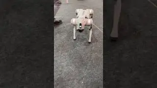 Ai Robot Dog #shorts #funny #memes #entertainment #robotics #ai #fun #robotdogs