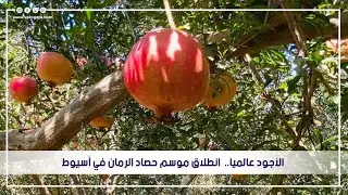 الأجود عالميا..  انطلاق موسم حصاد الرمان في أسيوط