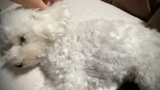 体調を崩してしまいました【トイプードル】