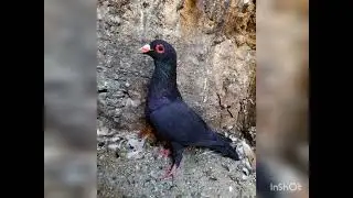 pigeons are listed in the city of Sistan,iran ( wattle Pigeon )