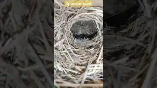 sparrow birds nest video | how to make sparrow birds nest in home | birds nest live cam #birdnest