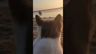 cute cat i met on the beach