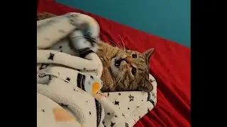 Our cat Cid vs his arch nemesis: the hand! Cute kitty play time! #catsofyoutube #kittycat #playtime