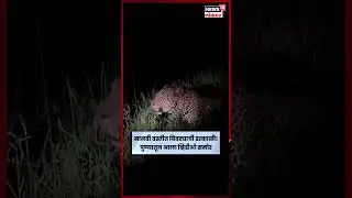 Pune Leopard Video News | आंबाडे गावातील मानवी वस्तीत बिबट्याचा वावर, व्हिडीओ आला समोर | N18S