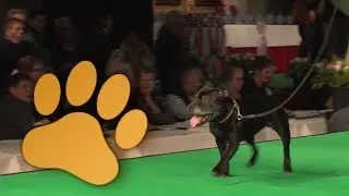 Hond van het Jaar Show 2013 Veteranen - Dog of the Year Show 2013 Veterans