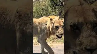 Close Encounter With a Lion on the Road in a National Park